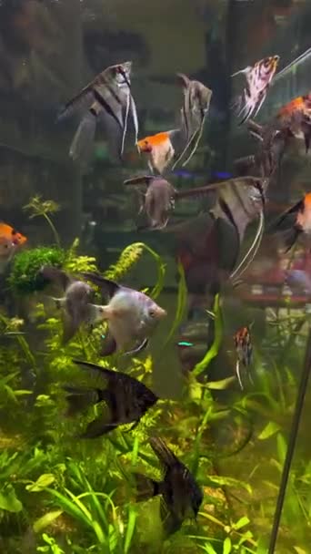 Veel Tropische Pterophyllum Vissen Zwemmen Aquarium Petshop Koop Aquarium Met — Stockvideo