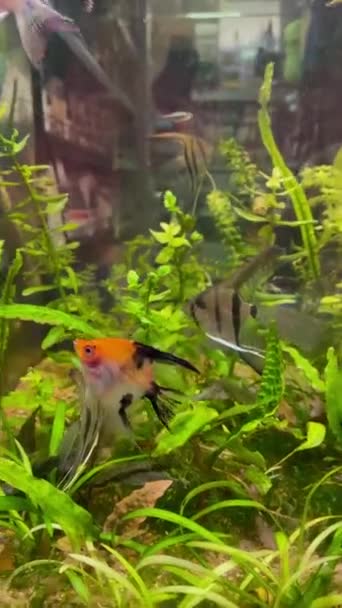 Πολλά Τροπικά Ψάρια Pterophyllum Κολυμπούν Στο Ενυδρείο Στο Petshop Προς — Αρχείο Βίντεο