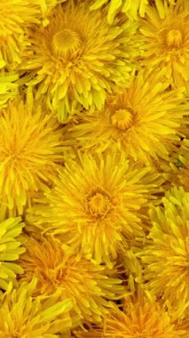 Sarı karahindibalar projeniz için mükemmel bir zemin oluşturur. Tasarım ve Yaratıcı Projeleriniz için Renk Paletleri. Üst Manzara. Dikey. Kapat..