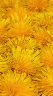 Sarı karahindibalar projeniz için mükemmel bir zemin oluşturur. Tasarım ve Yaratıcı Projeleriniz için Renk Paletleri. Üst Manzara. Kapat..