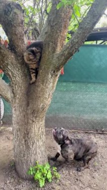 Oyuncu Fransız Bulldog Ağaca Tünemiş Kötü Kedi 'yi Kurtarmaya Çalışıyor. Ağaçta Gri Kediciği Denerken Fransız Bulldog 'unun Komik Soytarıları. Hayvanlar için eğlence. Aşıklar her yerde. Dikey.