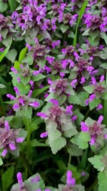 Vahşi sağır ısırgan otu mor lamium purpureum ya da mor başmelek çiçekli bitki. Bahar çiçekleri, mor, ölü ısırgan otu, vahşi doğada yapraklar açar. Dikey. Kapat..
