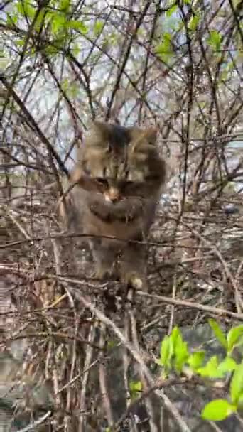 줄무늬 고양이가 나뭇가지에 주위를 둘러보고 있습니다 생활에서 환경에서의 수직적 — 비디오