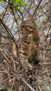 Gri çizgili kedi ağaç dalında oturuyor ve doğal koşullarda etrafa bakıyor. Şehir yaşamındaki doğal ortamdaki vahşi ya da evcil hayvanlar. Dikey. Kapat..