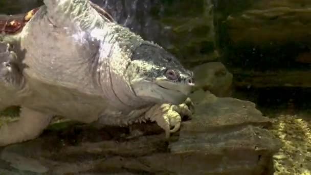 Tartaruga Nadando Graciosamente Atrás Vidro Riscado Aquário Água Jardim Zoológico — Vídeo de Stock