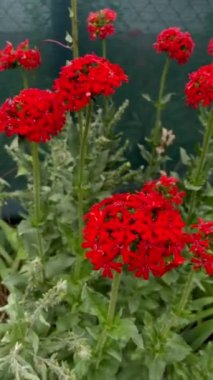 Parlak çiçekli Malta haçı, Silene chalcedonica veya Lychnis chalcedonica arka bahçede çiçek açıyor. Caryophyllaceae familyasındaki çiçek bitkisi. Dikey. Kapat..