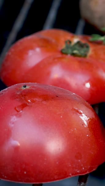 Tłuste Kiełbaski Wieprzowe Smażone Grillu Czerwonym Pomidorem Węglu Drzewnym Przygotowanie — Wideo stockowe