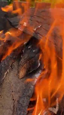 Ahşap ateşi dansından çıkan ateş ve duman aşırı ısınmaya neden oldu. Sıcak kömürleri ızgara için hazırlarken meyve ağaçlarından dallar kullanılıyor. Dikey. Kapat..