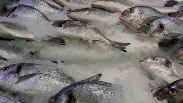 スーパーマーケットで販売される食料品店のカウンターで冷やされた氷で粉砕された新鮮な生の魚 地元の魚市場で生の冷却された魚介類の多く — ストック動画
