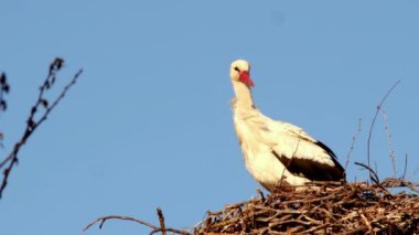 Beyaz Leylek, Ağustos böceği, çiftleşme mevsiminde kur yapma döneminde yuvada. Bir leylek mavi gökyüzünün arka planına karşı.