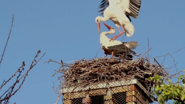 Two Storks Ciconia Ciconia Mating Nest Courtship Period Mating Season — Stockvideo