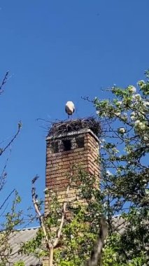 Beyaz Leylek, Ağustos böceği çiftleşme mevsiminde kur yaparak yuva yapar. Mavi gökyüzünün arka planına karşı eski tuğla bacadaki leylek. Dikey.