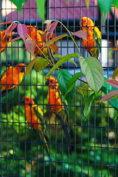 Φύλλα Δέντρων Sun Conure Παπαγάλος Ομάδα Πουλιών Στο Μεταλλικό Κλουβί — Φωτογραφία Αρχείου