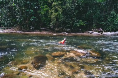 Nehir nehrin yukarısından, Sungai Kampar, Gopeng, Perak 'tan akıyor..