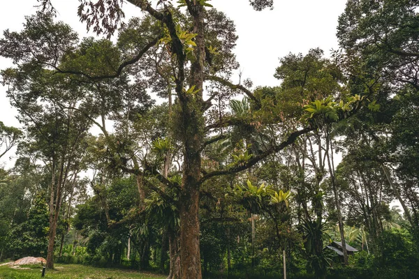 Floresta Tropical Selva Árvores Com Asplenium Nidus Samambaia Ninho Pássaro — Fotografia de Stock