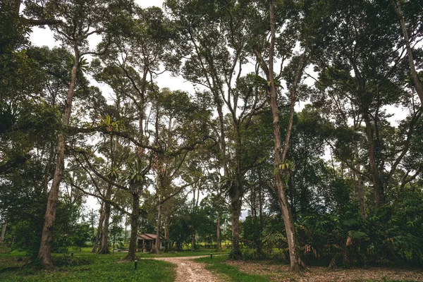 Jungle Arbres Forêt Tropicale Dans Village — Photo