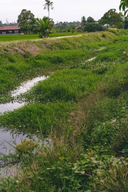 Pirinç tarlasında bir sürü sürüngen var..