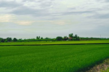 Bulanık, bokeh ve Asya 'daki yeşil çeltik tarlasının odağının dışında..