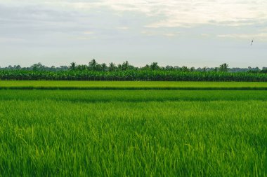 Kuşlarla dolu yeşil çeltik tarlası.