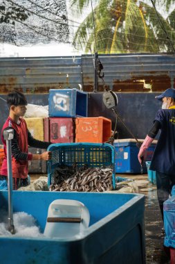 Sekinchan, Malezya - 6 Ekim 2022 Balıkçılar balıkları konteynırlara aktarıyor.