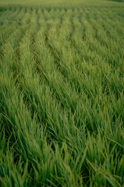 Closeup Paddy Rice Growing Field — Stock Photo, Image