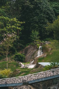 Yağmur ormanlarında bitkilerle dolu küçük bir şelale..
