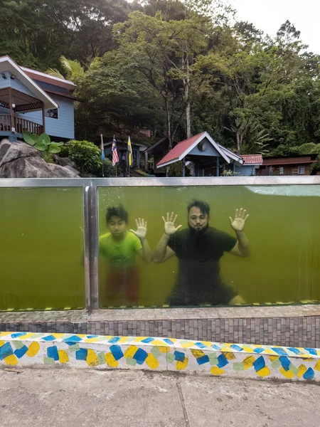 Apa Fia Búvárkodás Úszás Víz Alatt Medence Üvegén Keresztül Zöld — Stock Fotó