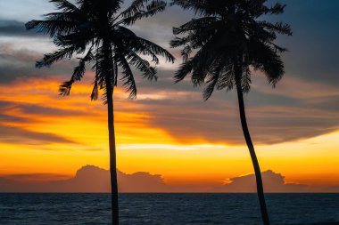 Altın gün batımında sahilde hindistan cevizi ağaçlarının silueti.
