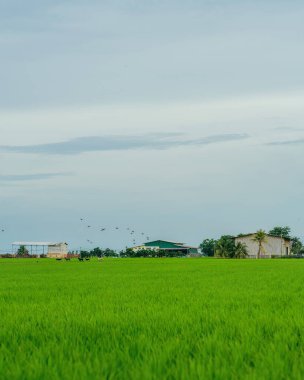Sekinchan, Malezya - 5 Ekim 2022 Gün batımında çeltik tarlası yakınlarındaki köy.