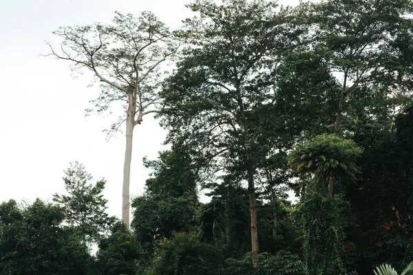 Зеленые Джунгли Экосистема Здоровая Окружающая Среда Концепция Фон Вид Низким — стоковое фото
