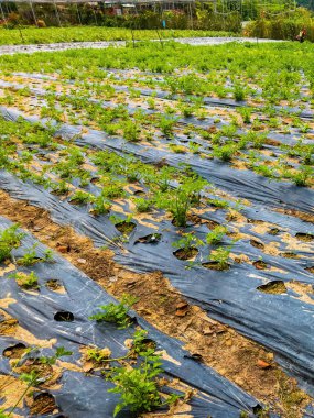 Cameron Highlands, Malezya 'daki çiftlikte beyaz turp sebzeleri yetiştiriyorum..