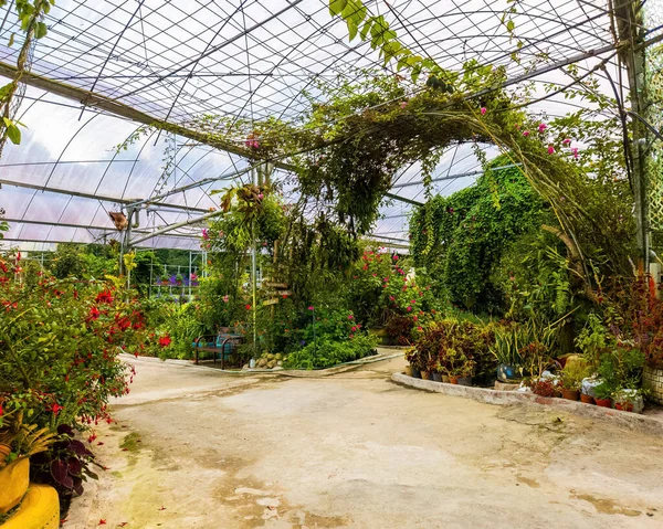 Indoor flower garden inside the greenhouse in Cameron Highlands, Malaysia.