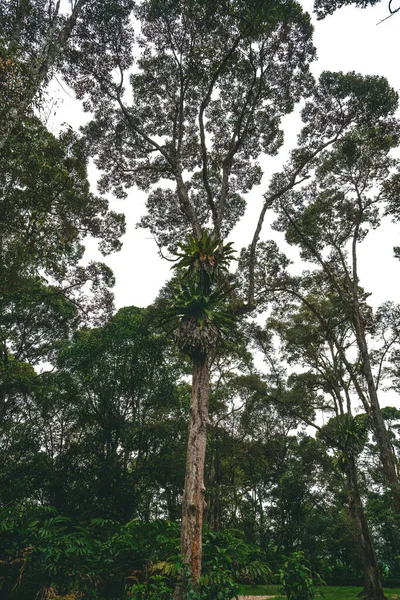 Floresta Tropical Selva Árvores Com Asplenium Nidus Samambaia Ninho Pássaro — Fotografia de Stock