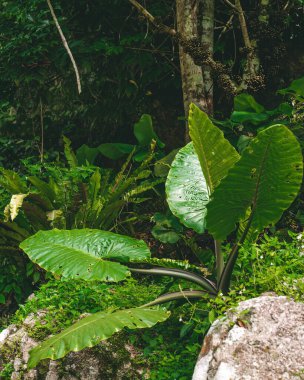 Bahçedeki diğer bitkiler arasında büyüyen dev kaladyum bitkileri..