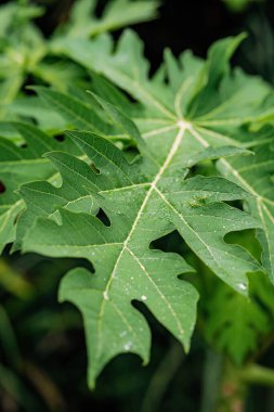 Salyangoz papaya ağacından yiyor..