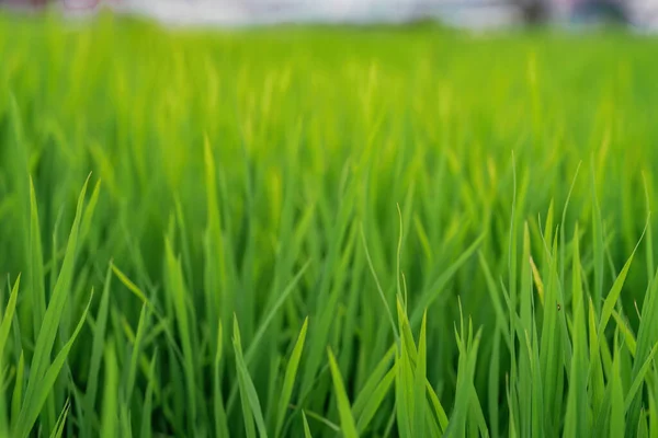 stock image Green paddy field during sunrise.