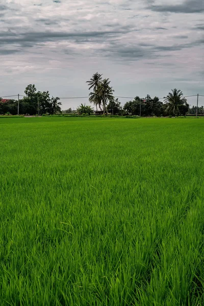 stock image Paddy field village in the morning.