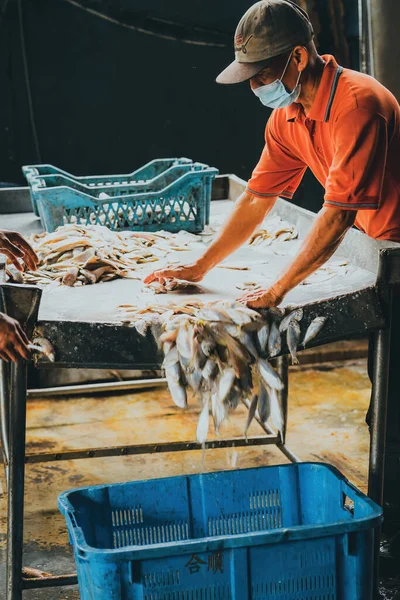 Секинчан Малайзия Октября 2022 Года Фифман Выбрасывает Улов Рыбы Контейнеры — стоковое фото