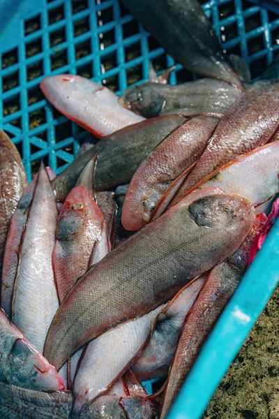 Fresh sole fish or Solea solea fishes in the basket.