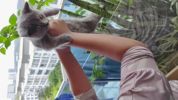 Śliczny Kot Wyjęty Sadzonek Balkonie Pionowe Wideo — Wideo stockowe