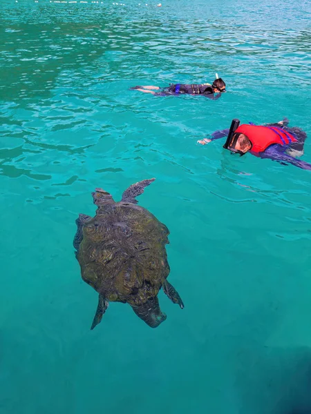 Group Tourists Snorkeling Together Turtles Pulau Redang — Photo