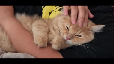 Massaging cute munchkin cat while holding it