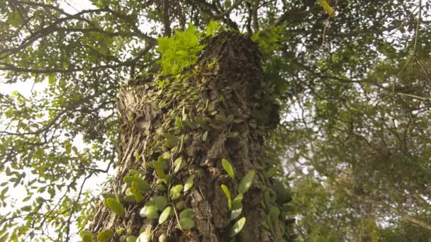Låg Vinkel Syn Ett Träd Hud Täckt Med Parasitiska Växter — Stockvideo
