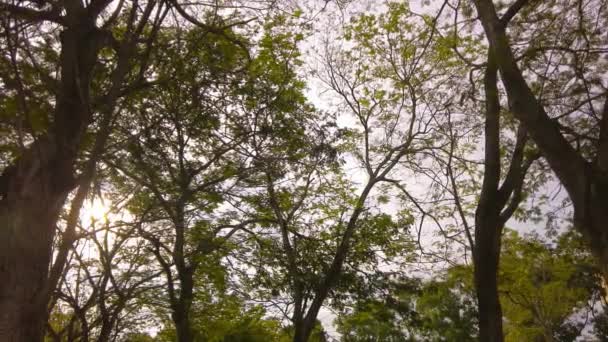 左へのパンニング 森林の日差しの木の間の低角度ビュー — ストック動画