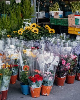 Cameron Highlands 'taki tezgahta plastik poşetlerle kaplanmış taze çiçekler..