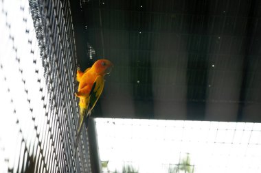 Güneş doğar papağan kuşu metal kafeste.