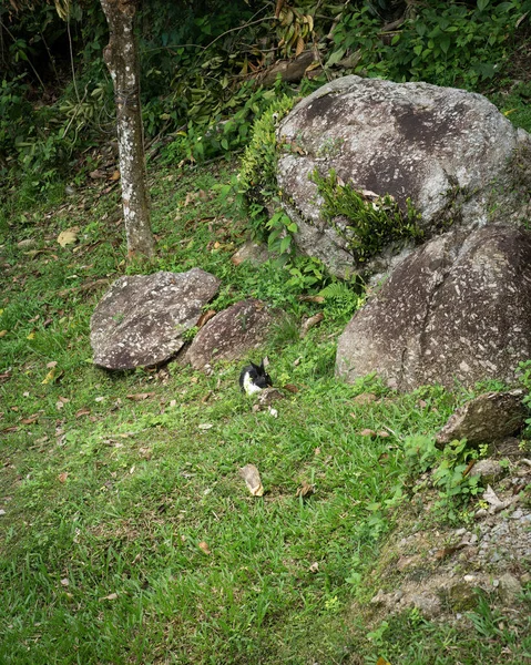 Кролик Дикій Природі Милий Чорно Білий Кролик Зеленому Тлі Траву — стокове фото