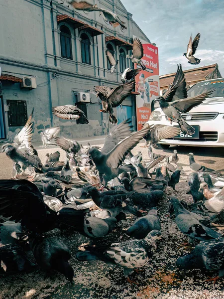 Lot Pigeons City — Stock Photo, Image