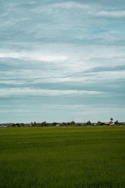 Green paddy field in the morning.