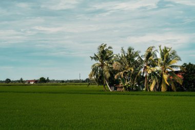 Sabah Paddy Field Köyü.